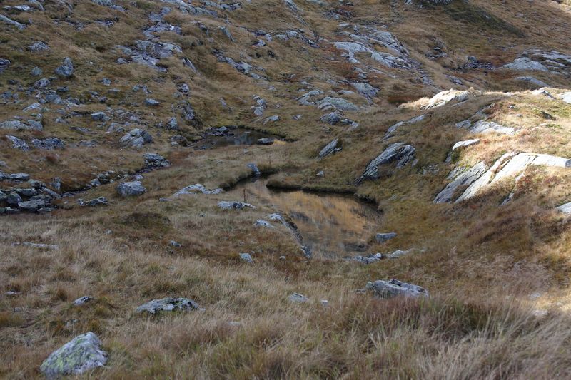 Datei:Goldlacken 0495 2013-10-08.jpg