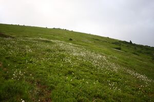 Gstemmerscharte 1252 13-07-12.jpg