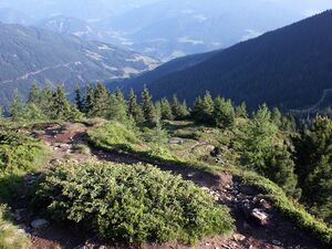 Guschen 2436 2002-06-26.jpg