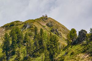 Hahnalpl hirsch-1006-2021-06-17.jpg