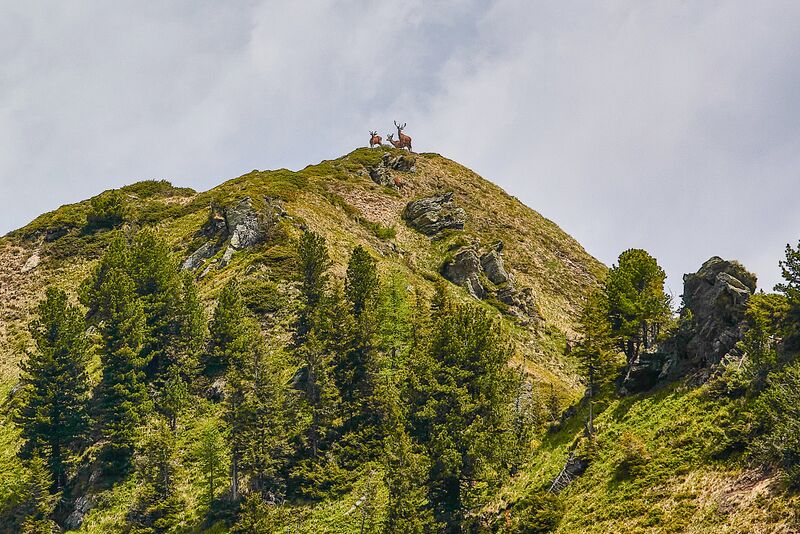 Datei:Hahnalpl hirsch-1006-2021-06-17.jpg