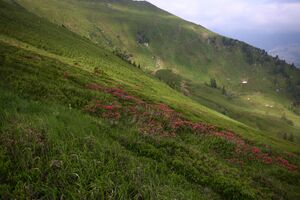 Mößnakar 1316 13-07-12.jpg