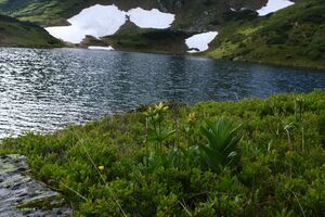 Untere riednersee 65356 2014-06-26.jpg