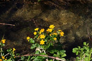 Untertal 22471 2008-05-08.jpg