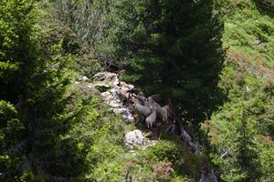 Auritzkar schafe 94072 2015-06-26.jpg