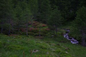 Katschtal 92598 2015-06-18.jpg