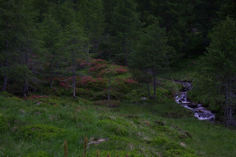 Datei:Katschtal 92598 2015-06-18.jpg