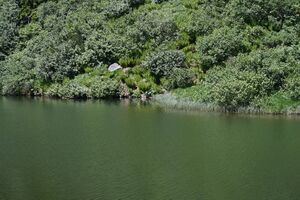 Plannersee 65301 2014-06-26.jpg